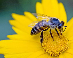 Biene Bienen