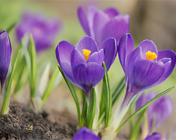 Garten im Frühling Garten im Frühjahr