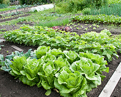 Mischkultur Mischkultur Gemüsegarten