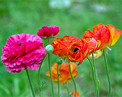 Gartensaison Sommer