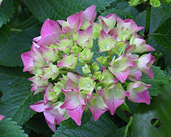 Hortensien Blüte