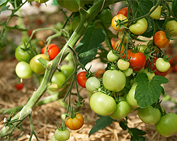 Tomaten ausgeizen Tomaten ausgeizen