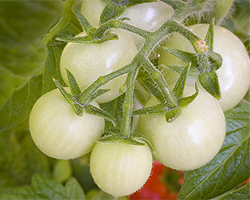 Tomatensorten Tomatensorten