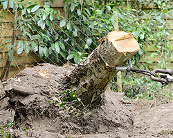 Baumstümpfe entfernen Baumstümpfe entfernen