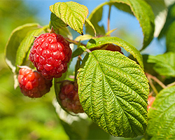 Gartentipps zu Himbeeren im Garten Gartentipps zu Himbeeren im Garten