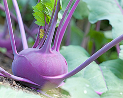 Kohlrabi Kohlrabi