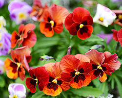 Stiefmütterchen im Garten Stiefmütterchen im Garten