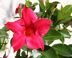 Dipladenia Dipladenia