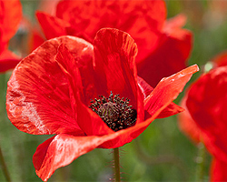 Mohnblumen Mohnblumen