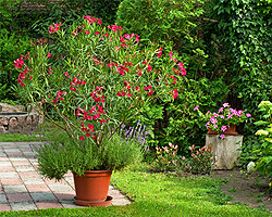 Oleander Oleander