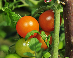 Tomaten veredeln