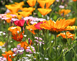 Blumen Blumen