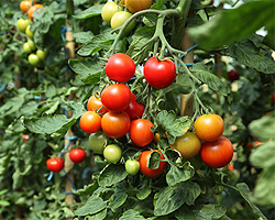 Tomaten im Kübel