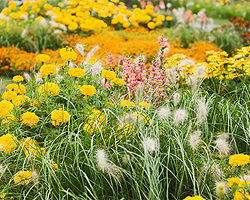 Gräser im Garten Gräser im Garten