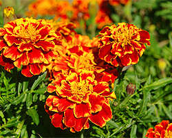 Tagetes Tagetes
