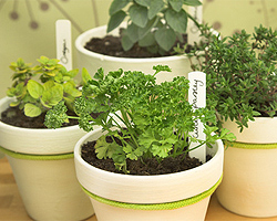 Kräutergarten auf der Terrasse Kräutergarten auf der Terrasse