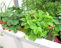 Erdbeeren auf dem Balkon