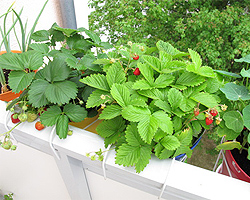 Erdbeeren auf dem Balkon Erdbeeren auf dem Balkon