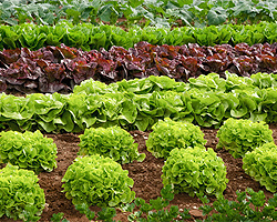 Salat im Garten anbauen Salat im Garten anbauen