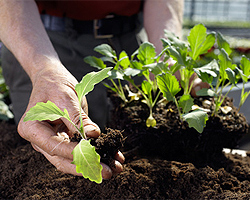 Hügelbeet im Garten Hügelbeet im Garten