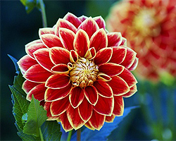 Gartentipps im Oktober für Dahlien Gartentipps im Oktober für Dahlien