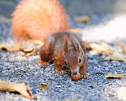 Eichhörnchen Eichhörnchen