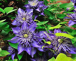 Clematis schneiden