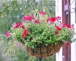 Hanging-Baskets Hanging-Baskets