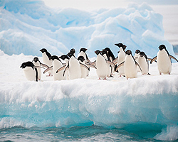 Pinguine liefern Guano