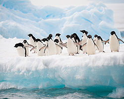 Pinguine liefern Guano Pinguine liefern Guano
