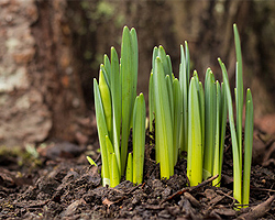 Gartentipps im Februar für Winterschutz Gartentipps im Februar für Winterschutz