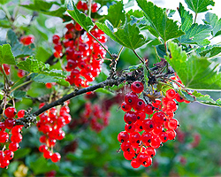 Rote Johannisbeeren schneiden