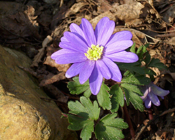 Anemone Blue Shades