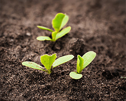 Gartentipps im April für Aussaat Gartentipps im April für Aussaat