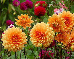 Gartentipps im April für Dahlien vortreiben Gartentipps im April für Dahlien vortreiben
