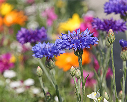 Gartentipps im April für Sommerblumen