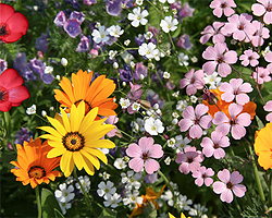 Gartentipps im März für Sommerblumen