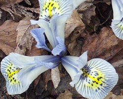 Iris Katharine Hodgkin