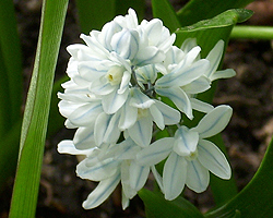 Puschkinie im Garten