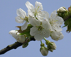 Süßkirsche Blüte