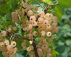 Weiße Johannisbeeren Weiße Johannisbeeren