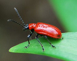 Lilienhähnchen