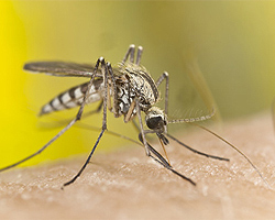 Insektenschutz Insektenschutz
