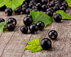 Schwarze Johannisbeeren schneiden