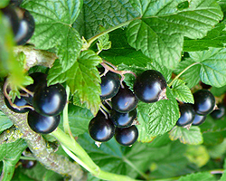 Schwarze Johannisbeeren