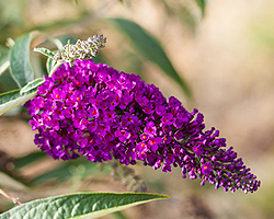 Sommerflieder Sommerflieder
