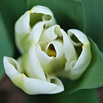 Tulpe Makro