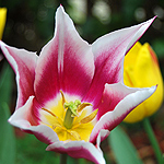 Tulpe weiß rosa