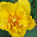 Tulpe gelb