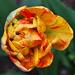 Tulpe orange gelb